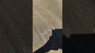 海で白いプルルンとしたものを発見