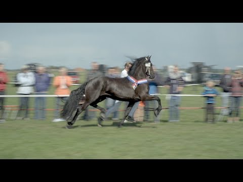 Fokdag &quot;It Fryske Hynder&quot;