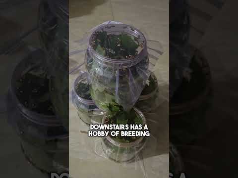 She Found a Glowing Bug… Then Discovered the Magic 😍