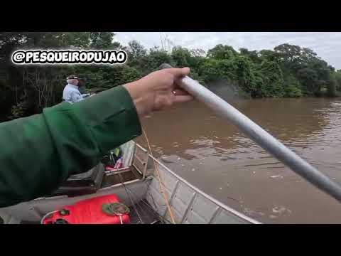 Pescador fisga dourado gigante no Rio Brilhante e impressiona pela raridade