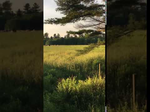 road through the campground/farm 