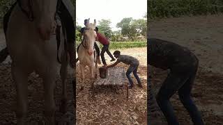 Yaari Dosti video horse  lover 💙 Whatsapp status video.#shorts #horse #trending video #youtubeshorts