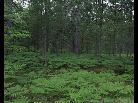 Seney National Wildlife Refuge | Wikipedia audio article