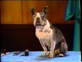 Sesame Street Wegman S Dogs Eye Exam