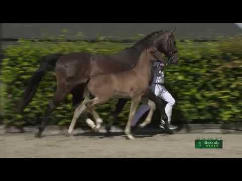 01 Nascarpine (Apache x Jazz)