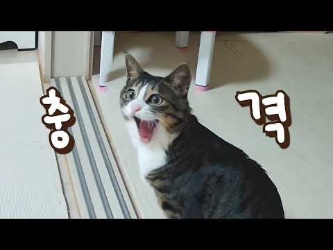 두달 만에 8kg 빼고 온 큰언니 보고 깜짝 놀란 보름이가 찐으로 충격받고 보인 행동