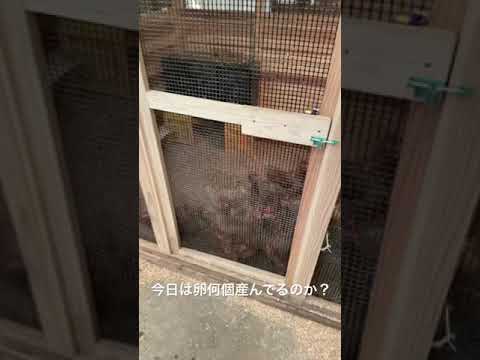 うちの鶏が卵を食べるのですが、なぜカルシウムたんぱく質をどうしたらよいのでしょうか？