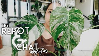 the repot and chat updates #02!