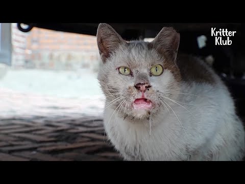 Crying In Agony, Cat With Melted Mouth Calls For Help (Part 2) | Kritter Klub