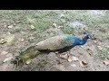 The Peacock Dances And Does Not Come Near Animals Dancing Peacockdance Yongsieutv Mo4ke