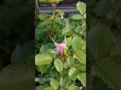 低木バラ「白雪姫」 植物