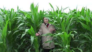 preview picture of video 'EG in Corn Field July 4th, 2009 at Shullsburg Wisconsin'