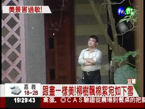 宜蘭下3月雪? 柳樹飄棉絮害過敏