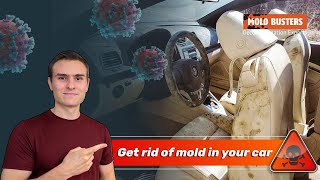 Get rid of mold in your car 🚗 - Mold Busters