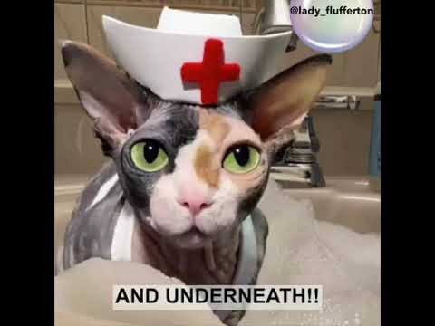 Cat Sings Wash Your Hands