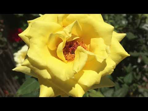 Isaiah 56:7 Vahaviotim