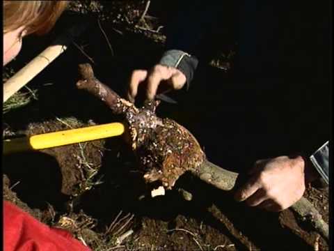 A PIPA - DE LA SOUCHE DE BRUYERE A LA PIPE - extrait 1 (Parolle d'eri 12)