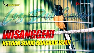 Download lagu AUTO GACOR !! Murai SUPER FIGHTER gaya sujud - sujud muntah isisan | shama bird song mp3 Download lagu AUTO GACOR !! Murai SUPER FIGHTER gaya sujud - sujud muntah isisan | shama bird song mp3