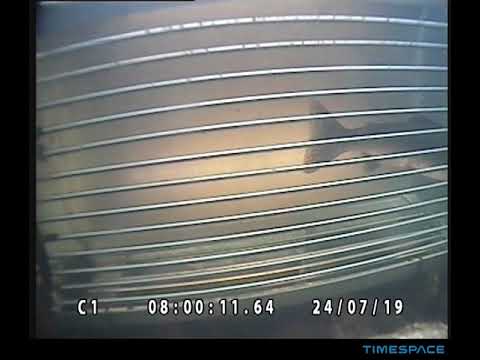 Kalahavainnot.luke.fi: Kaksi kyttyrälohta ja lohi