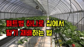 집안에서 페트병 하나로 딸기 키우는 법