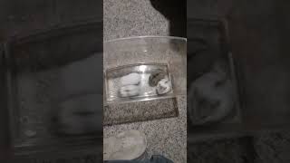 Campbell's dwarf hamster Rodents Videos