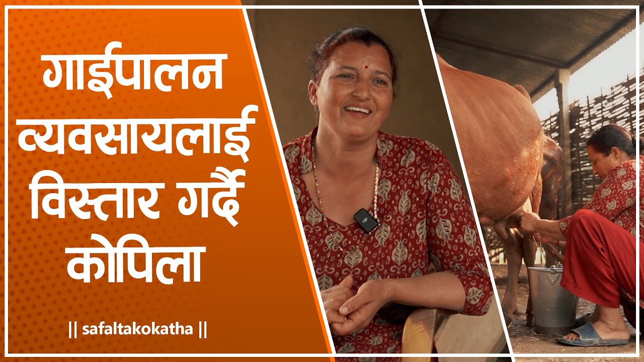 गाईपालन व्यवसायलाई विस्तार गर्दै कोपिला • सफलताको कथा •
