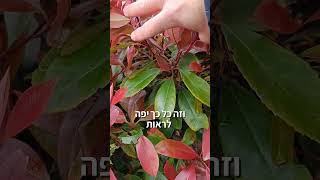 פוטיניה צמח שמחליף בכל עונה את הצורה שלו