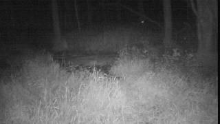 NW PA Game - Coon Chase