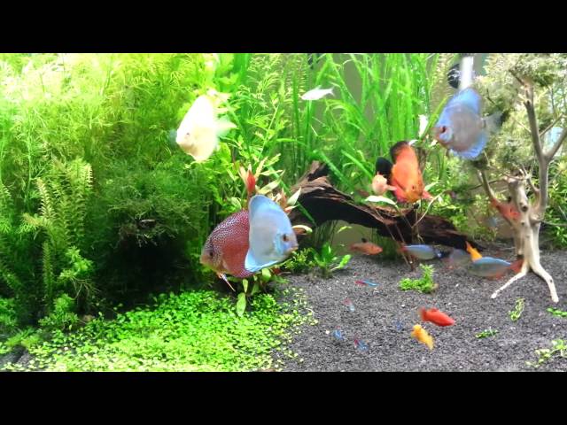 Planted Discus Aquarium 56 gallon 2-18-12