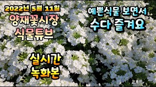 2022년 5월 11일 수요일   예쁜식물들  보면서  수다즐겨봐요 #양재꽃시장 #식물튜브