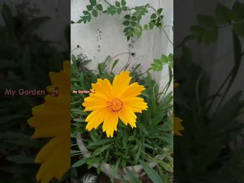 , title : 'My Garden 🥰 Lance-Leaved Coreopsis Flower Plant 😊'