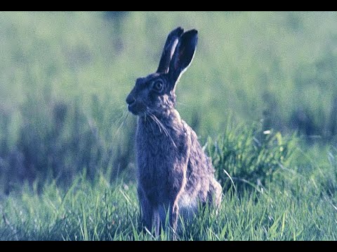 Feldhase (Lepus europaeus). field hare. Ein Video von KLAUS TAUX