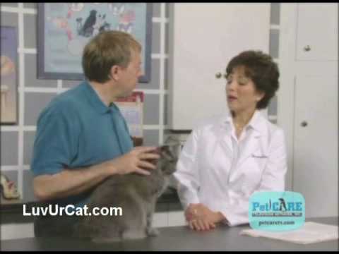 High Blood Pressure in Cats
