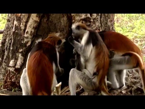 Animals Like Us : Animal Medicine - Wildlife Documentary