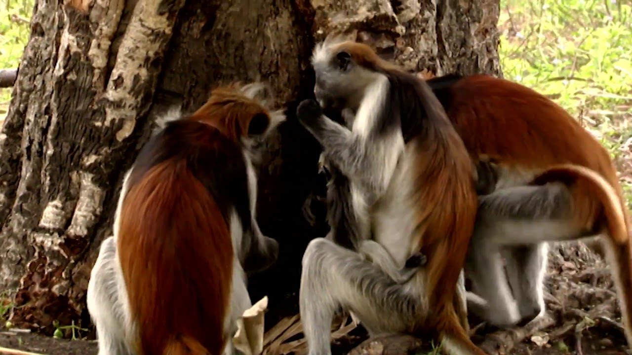 Animals Like Us – Animal Medecine