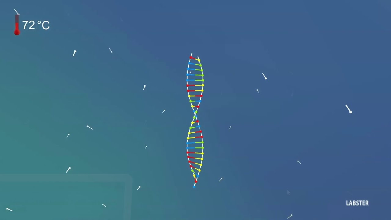 Polymerase Chain Reaction - Amplify DNA for Analysis (3D animation by Labster)