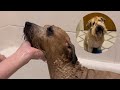 How To PROFESSIONALLY Wash And Dry Your Dog At Home