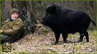 This Full-Grown Wild Boar Could Leave Me Anytime, But He Never Does