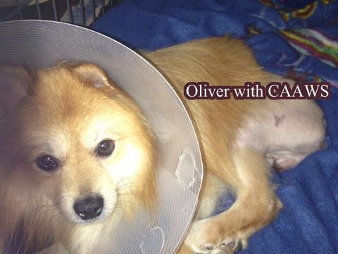 Oliver, an adopted Pomeranian in Baton Rouge, LA_image-1