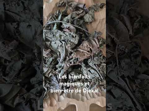 The magical and well-being benefits of Djeka! #shorts #health #spirituality #nature #advice #beauty