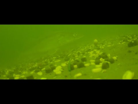 SEDO Underwater Carp Fishing - 10 meters Depth December.