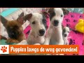 Doosje met kleine pups gevonden! | DierenpraatTV