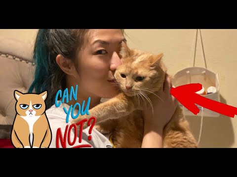 HOW TO MAKE YOUR CAT RESPECT YOU!! 🙀🙀