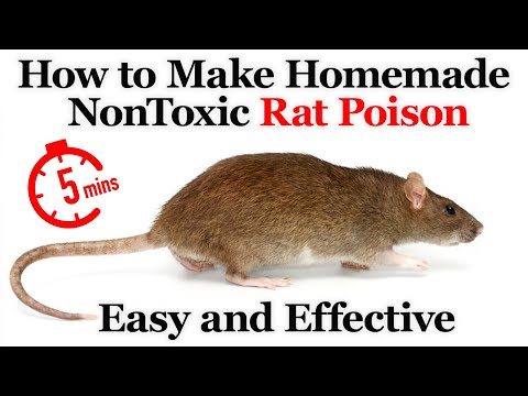 DIY How to Make Homemade NonToxic Rat Poison. Easy and Effective