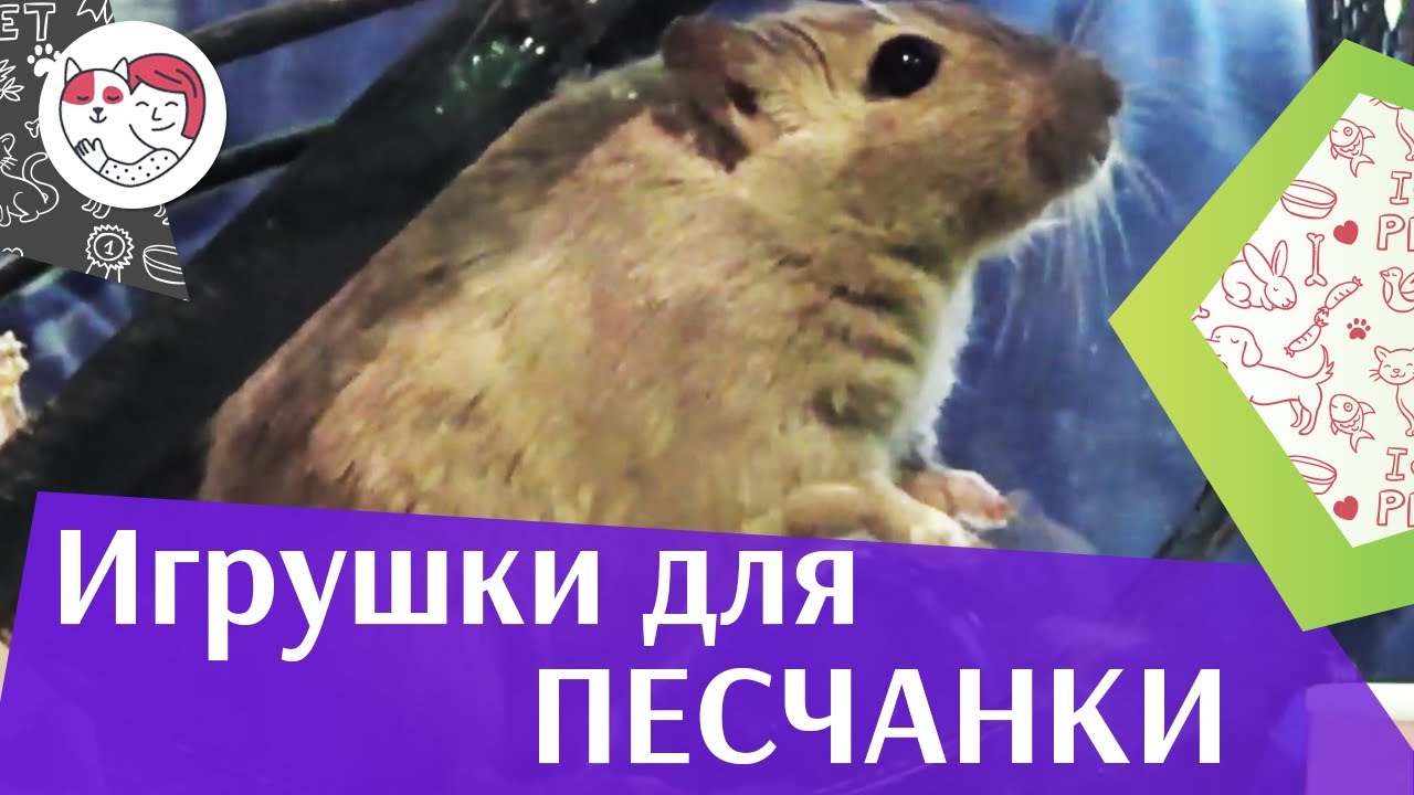 Способы поднятия настроения песчанке на ilikepet