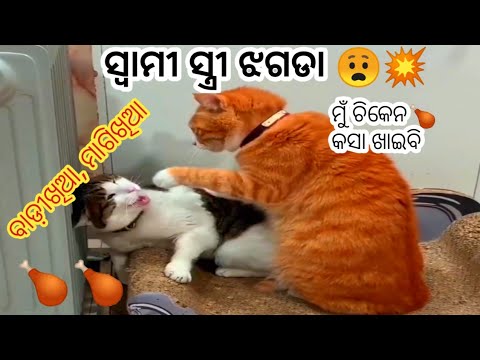 ସ୍ୱାମୀ ସ୍ତ୍ରୀ ଝଗଡା 😧💥comedy😂👌#odiacomedy #funny #comedyvideo #cats #odiafunny #dubbing #natiacomedy