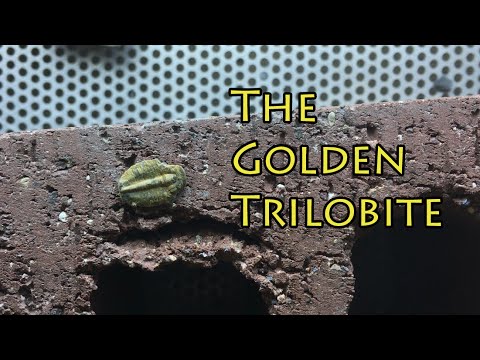 Fossil prep blog episode 3