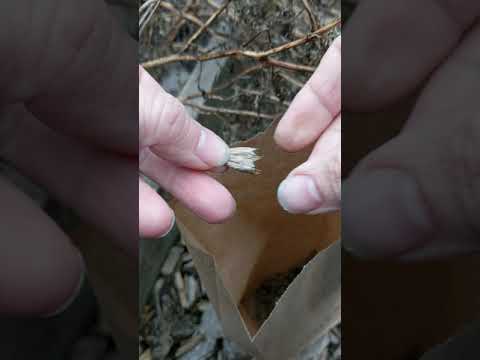 Collecting Seeds - Marigolds