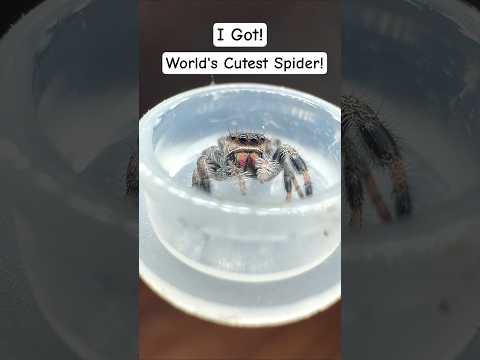 Meet My New Jumping Spider! #animals #aquarium #spider #cuteanimals