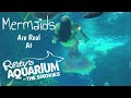 Ripley's Aquarium Of The Smokies Mermaids